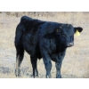 Image 5 : Ugly Head Feeders - 675# November Steer Calves - 75 Head (Killam, AB)