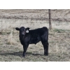Image 12 : Rolling N Ranches (Nolan & Amanda Osadczuk) - 80 Heifer Pairs