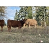 Image 3 : Terry & Dixie Viney/Garth Dorin - 580# October Delivery Heifer Calves - 70 Head (Bearberry, AB)