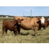 Image 3 : Sande Cattle Company - 740# October Delivery Steer Calves - 85 Head (Sundre, AB)