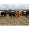 Image 2 : Chipping Hill Cattle Co. - 525# May Delivery Heifers - 65 Head (MacGregor, MB)