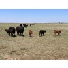 Image 8 : Dot Bar Dot - 550# November Delivery Steer Calves - 75 Head (Maple Creek, SK)