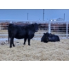 Image 2 : Brenda Stimson - 12 Black Heifers (Pen 534 - 536)