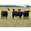 Image 2 : Gate Way Ranch - 1000# November Delivery Grass Heifers - 120 Head (Elkhorn, MB)