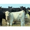 Image 2 : Cluny Colony - 680# October Delivery Steer Calves - 70 Head (Cluny, AB)