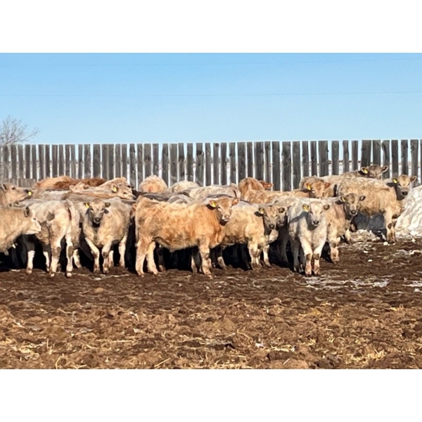 9 - 9 Ranch Ltd. - 750# February Delivery Steers - 64 Head (Coronation, AB)