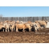 Image 1 : 9 - 9 Ranch Ltd. - 750# February Delivery Steers - 64 Head (Coronation, AB)
