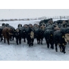 Image 4 : Larry Jones - 625# December Weaned Steers - 160 Head (Balzac, AB)