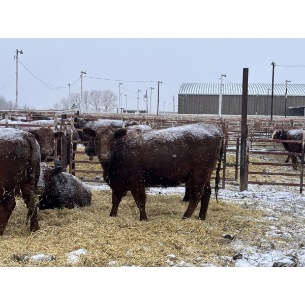 Mahlon Bear - 10 Red Heifers (Pen 506 - 508)