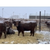 Image 1 : Mahlon Bear - 10 Red Heifers (Pen 502 - 504)