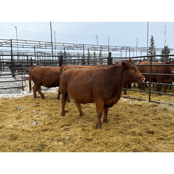 Spruce Ridge Farms - 3 3-4 Year-Old Cows (Pen 439)
