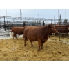 Image 1 : Spruce Ridge Farms - 3 3-4 Year-Old Cows (Pen 439)