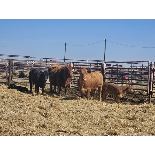 Hillside Farm - 1 Pair