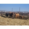 Image 1 : Hillside Farm - 1 Pair
