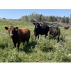 Image 11 : Lone Star Cattle Co. - 1040# Sept/Oct Delivery Grass Steers - 390 Head (Buck Lake, AB)