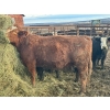 Image 9 : Baintree Angus - 29 Open Cows (Sundre, AB)