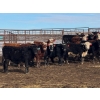 Image 6 : Midpoint Farms - 1025# October Delivery Grass Steers - 120 Head (Drayton Valley, AB)