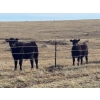 Image 7 : TNT Cattle Co. Ltd. - 500# October Delivery Steer Calves - 95 Head (Manyberries, AB)