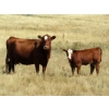 Image 5 : Evans Family (Gary, Carla & Keith) - 570# Heifer Calves - 100 Head (Bassano, AB)