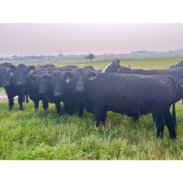 Valley View Ranch - 960# October Delivery Grass Heifers - 125 Head (Strathmore, AB)
