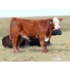 Image 3 : Leib Farm & Ranch Ltd. - 710# October Delivery Steer Calves - 85 Head (Southey, SK)