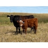 Image 4 : S & R Gerbrandt Farms - 570# November Delivery Steer Calves - 50 Head (Swift Current, SK) VBP+