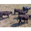 Image 3 : 44 Cattle Co./T6 Ranch - 630# November Delivery Heifer Calves - 95 Head (OK Falls, BC)