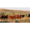 Image 7 : Wyatt & Meg Isaacson - 965# Sept/Oct Delivery Grass Steers - 315 Head (Killdeer, SK)
