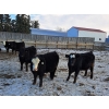 Image 4 : Four Harts Cattle Co. - 910# March Delivery Steers - 134 Head (Vermilion, AB)