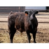 Image 3 : Copperfield Farming - 580# May Delivery Steer Calves - 10 Head (Vauxhall, AB)