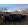 Image 4 : J Lazy A Ranch - 470# October Delivery Steer Calves - 110 Head (Lymburn, AB)