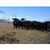 Image 4 : C & D Sewall - 3 Black Cows (Pen 425)
