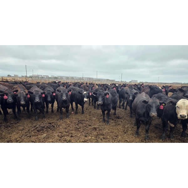 Amber Mountain Farms - 670# July Delivery Heifers - 73 Head (Vauxhall, AB)