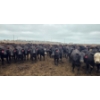 Image 1 : Amber Mountain Farms - 670# July Delivery Heifers - 73 Head (Vauxhall, AB)