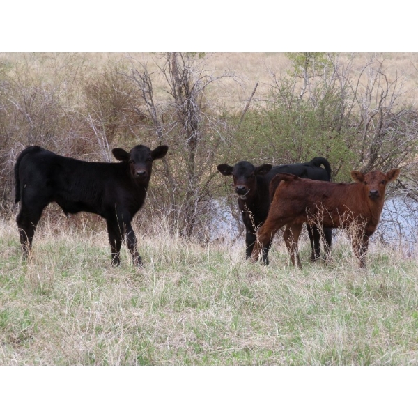 Lamb Cattle Company - 500# October Delivery Steer Calves - 245 Head (Hanley, SK)