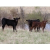 Image 1 : Lamb Cattle Company - 500# October Delivery Steer Calves - 245 Head (Hanley, SK)