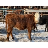 Image 7 : Lazy J Cattle Co. - 675# February Delivery Heifers - 78 Head (Gem, AB)