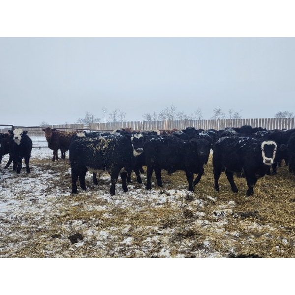 Tee Two Land & Cattle Co. - 680# March/April Delivery Steers - 265 Head (Kelliher, SK) VBP+