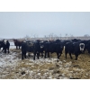 Image 1 : Tee Two Land & Cattle Co. - 680# March/April Delivery Steers - 265 Head (Kelliher, SK) VBP+