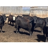 Image 5 : Jarokosky Farms - 980# April Delivery Steers - 64 Head (Lethbridge, AB)