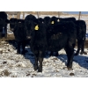 Image 8 : Rock Creek Cattle Co. Ltd. - 560# December Delivery Weaned Steers - 72 Head (Nanton, AB) VBP+
