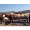 Image 1 : H.B. Scott Colony Farming - 156 August Delivery Fed Steers (Scott, SK)