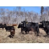 Image 2 : Rafter B Ranch - 40 Simm/Angus X Pairs (Gronlid, SK)