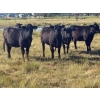 Image 1 : Chris, Debbie & Dwayne Wimmer - 820# September Delivery Grass Heifers - 72 Head (Lundar, MB)