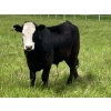 Image 12 : Holmes Cattle Co. - 1050# June/July Delivery Grass Steers - 60 Head (Cayley, AB)