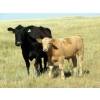 Image 2 : Douglass Cattle Co. - 585# November Delivery Steer Calves - 95 Head (Finnegan, AB)