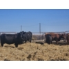 Image 4 : Hillside Farm - 1 Pair