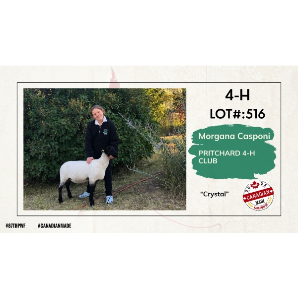 4-H Sheep - Morgana Casponi - Pritchard 4-H Club