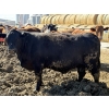 Image 5 : Cunningham Cattle Co. - 1750# Fed Cows - 36 Head (Sundre, AB)