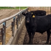 Image 6 : Cattlewood Farms Ltd. - 785# June Delivery Steers - 100 Head (Fincastle, AB)